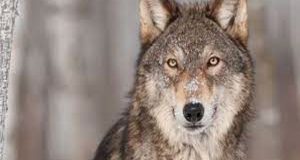 Πέλλα: Λύκος έκοβε βόλτες έξω από παιδικό σταθμό