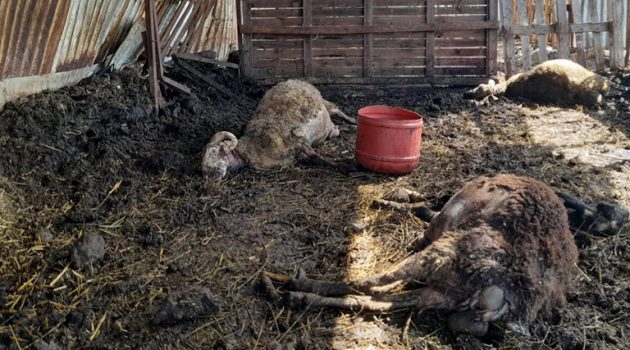 Σκυλιά κατασπάραξαν πρόβατα στον Πλάτανο Καλυβίων (Σκληρές Εικόνες)
