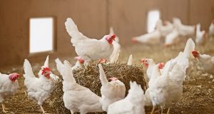 Κεδίκογλου: «Είναι χρέος μας να ενισχύσουμε την πτηνοτροφία στο μέγιστο…