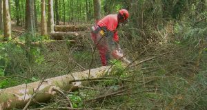 500 προσλήψεις μόνιμου προσωπικού στις δασικές υπηρεσίες