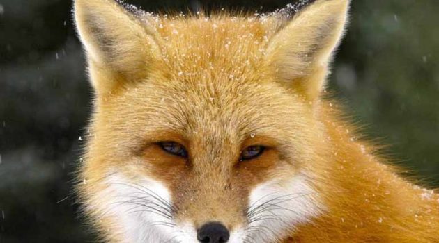 Καστοριά: Βασάνισαν και ακρωτηρίασαν αλεπού – Σοκάρουν οι εικόνες
