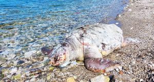 Νεκρή Χελώνα καρέτα – καρέτα σε παραλία της Βόνιτσας (Photo)