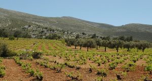 Εγγραφή στο Μητρώο Αμπελουργών κάτω του 1 στρ. για απόσταξη