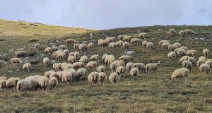 Πώς κινήθηκε η παραγωγή βόειου και πρόβειου κρέατος