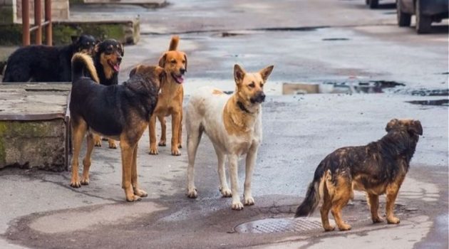 Καινούργιο – Της επιτέθηκαν σκύλοι, την γλύτωσε διερχόμενη οδηγός