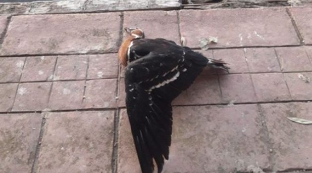 Κυνηγοί «άνοιξαν πυρ» στον Πόρο Αιτωλικού και σκότωσαν πτηνό που ζούσε στο Λιμανάκι (Photos)