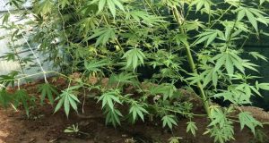 Αιτωλικό: Καλλιεργούσε πέντε δενδρύλλια κάνναβης – Κατασχέθηκαν 23 σπόροι από…