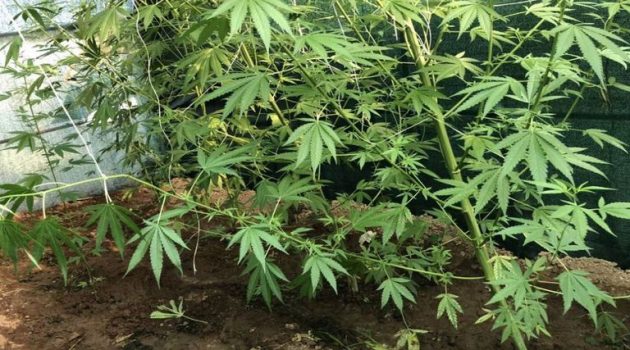 Αιτωλικό: Καλλιεργούσε πέντε δενδρύλλια κάνναβης – Κατασχέθηκαν 23 σπόροι από το σπίτι του