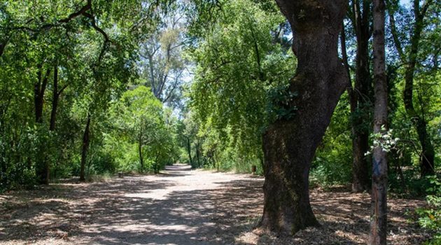 Κίνηση «Δρω»: Να χαρακτηριστεί διατηρητέα η «βελανιδιά του Χατζόπουλου» στο Πάρκο Αγρινίου (Photos)