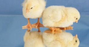 «Μεταλλαγμένες» κότες υπόσχονται να καθαρίσουν τη μεγάλη αμαρτία της πτηνοτροφίας