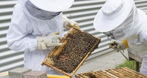 Έκτακτη οικονομική ενίσχυση ζητούν και οι μελισσοκόμοι