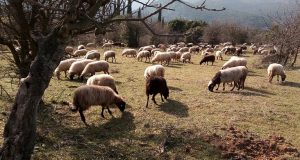 Ενίσχυση σε κτηνοτρόφους: Σε πλήρη εξέλιξη οι αιτήσεις