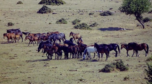 «Σκοτώνουν τ’ άλογα όταν κατεβαίνουν στον Κάμπο της Λεπενούς»