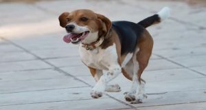 Πάτρα: Νέα κτηνωδία – Οδηγός έσερνε αλυσοδεμένο σκύλο στην περιοχή…