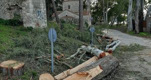 Βόνιτσα: «Πετσόκοψαν τα δένδρα δίπλα στο Κάστρο», κατεγγέλει κάτοικος