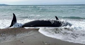 Νεκρές φάλαινες στις ακτές της Πάφου – Πιθανή αιτία οι…