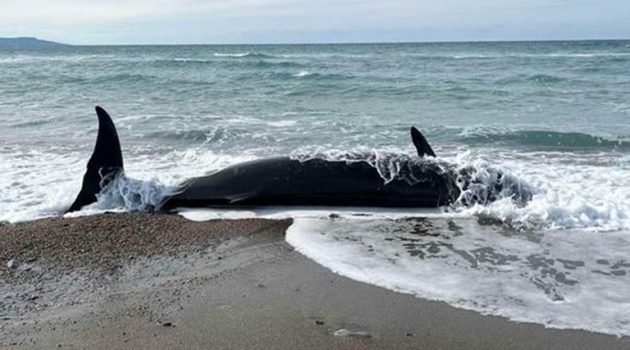 Νεκρές φάλαινες στις ακτές της Πάφου – Πιθανή αιτία οι σεισμοί στην Τουρκία