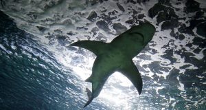 Αγνοούμενος βρέθηκε στο στομάχι καρχαρία – Τον αναγνώρισε η οικογένειά…