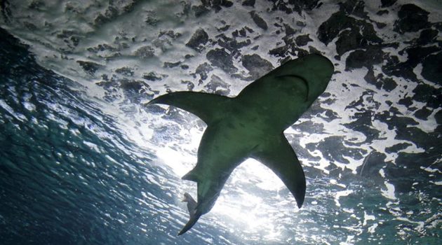 Αγνοούμενος βρέθηκε στο στομάχι καρχαρία – Τον αναγνώρισε η οικογένειά του από ένα τατουάζ στο χέρι