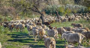 Ένωση Αγρινίου: Έως 14/02 η προσκόμιση Μητρώου Εκμετάλλευσης για τη…