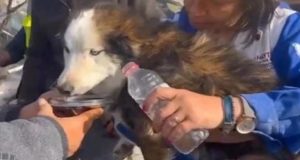 «Ήταν θαύμα»: Διασώθηκε σκύλος μετά από 23 ημέρες κάτω από…