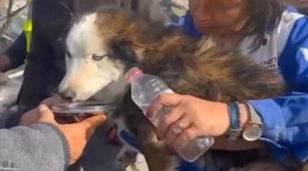 «Ήταν θαύμα»: Διασώθηκε σκύλος μετά από 23 ημέρες κάτω από ερείπια στην Τουρκία (Video)