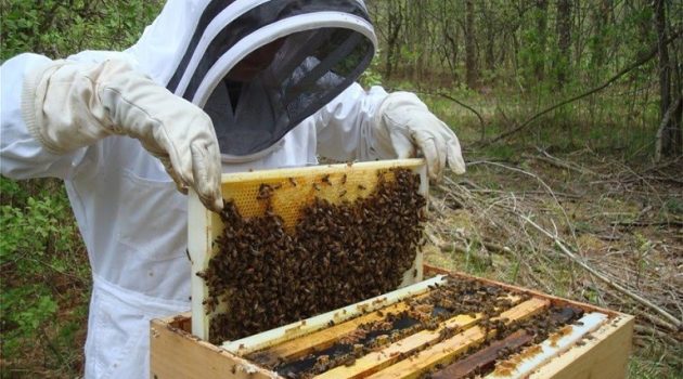 Μελισσοκομία – «Εξοπλισμός Διευκόλυνσης Μετακινήσεων»: Έως τις 14 Ιουλίου η υποβολή αιτήσεων