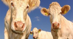 Υποβολή αιτήσεων από τους νεοεισερχόμενους κτηνοτρόφους του έτους 2021 στο…