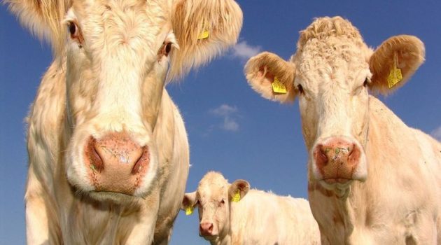 Υποβολή αιτήσεων από τους νεοεισερχόμενους κτηνοτρόφους του έτους 2021 στο Μέτρο 22 για την αγορά ζωοτροφών