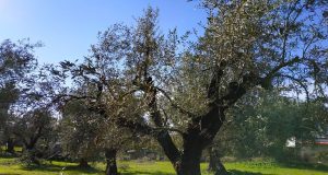 Ένωση Αγρινίου: Ψεκασμοί στα ελαιόδεντρα