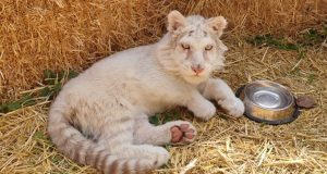 Λευκό τιγράκι στο Αττικό Πάρκο: Και το όνομα αυτής Χασίγια
