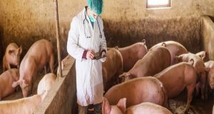 Σύμφωνα με τη Διεύθυνση Κτηνιατρικής στην Περιφέρεια Δυτικής Ελλάδας υπάρχουν ελαφρύνσεις περιορισμών λόγω της πανώλης των μικρών μηρυκαστικών.