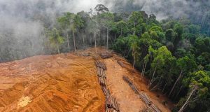 Νέος κανονισμός κατά της παγκόσμιας αποψίλωσης των δασών