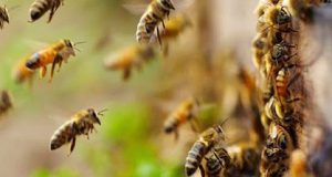 Ένα εκατομμύριο υπογραφές στην Ευρωπαϊκή Πρωτοβουλία Πολιτών για τις μέλισσες