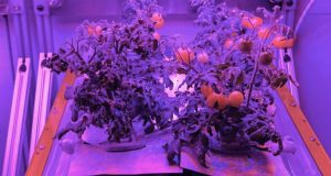 NASA: Έρχονται στη Γη οι πρώτες ντομάτες που καλλιεργήθηκαν στο…