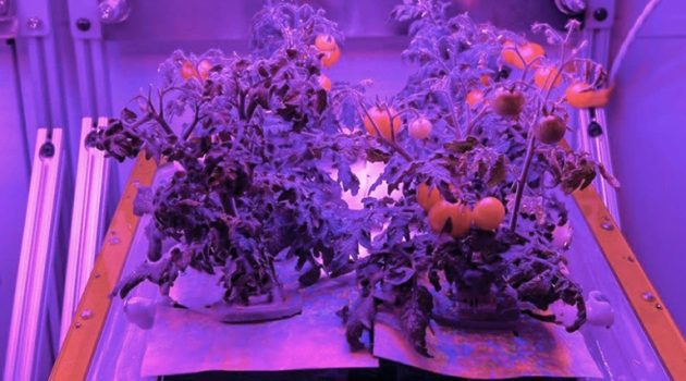 NASA: Έρχονται στη Γη οι πρώτες ντομάτες που καλλιεργήθηκαν στο Διάστημα
