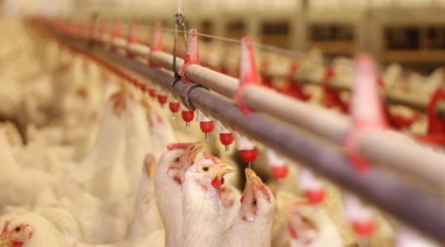 Ε.Δ.Ο.Π.: Ψηφίστηκε η τροπολογία για την αδειοδότηση των πτηνοτροφικών μονάδων
