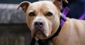 «Γρίπη των σκύλων»: Πόσο κινδυνεύουν οι άνθρωποι