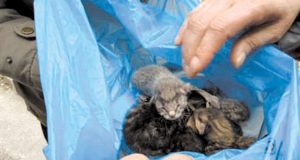 Απάνθρωπο περιστατικό στο Αγρίνιο: Έβαλαν σε νάιλον νεογέννητα γατάκια και…