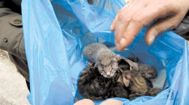 Απάνθρωπο περιστατικό στο Αγρίνιο: Έβαλαν σε νάιλον νεογέννητα γατάκια και τα πέταξαν στον κάδο