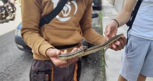Αγρίνιο: Συχνές εμφανίσεις φιδιών στο κέντρο αναστατώνουν τους κατοίκους