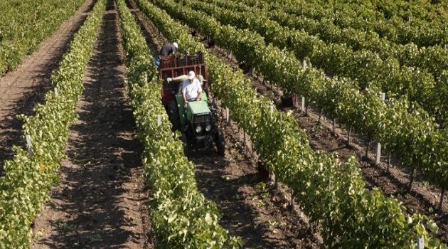Θεαματική αύξηση των εξαγωγών του Ελληνικού κρασιού στον Καναδά