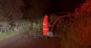 Άνω Βασιλική Ναυπακτίας: Οι θυελλώδεις άνεμοι έσπασαν μεγάλο κλαδί δέντρου…