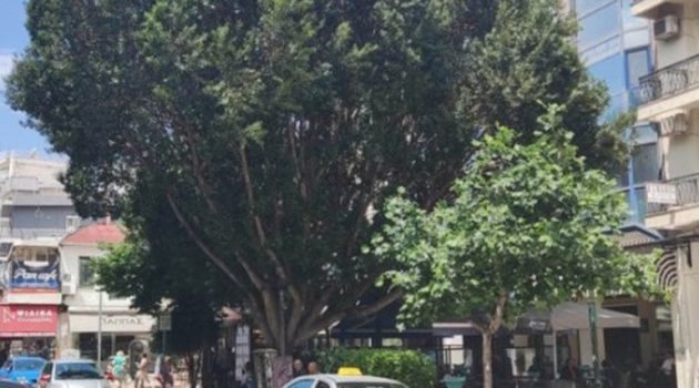 Αγρίνιο – Πλατεία Ειρήνης: «Χάνει» τα φύλλα του το αειθαλές δέντρο (Photos)