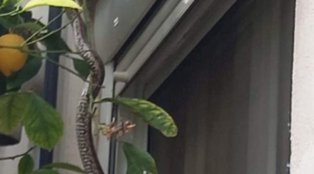 Μεσολόγγι: Φίδι σκαρφάλωσε σε παράθυρο σπιτιού (Photo)
