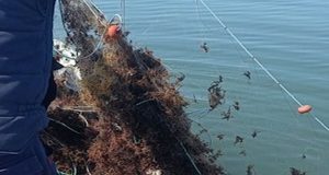 Κατασχέθηκαν παράνομα δίχτυα Λιμεναρχείο Ι.Π. Μεσολογγίου στη Λιμνοθάλασσα Αιτωλικού