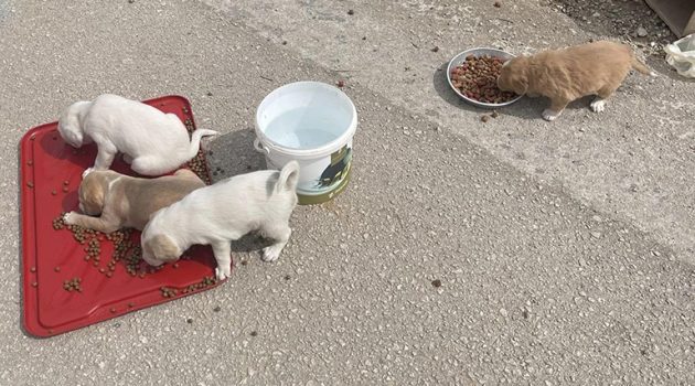 Νομικές ενέργειες από τον Δήμο Ακτίου – Βόνιτσας για την εγκατάλειψη μιας σκυλίτσας με τα μωρά της (Photos)