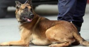 Μεγάλη ποσότητα ναρκωτικών εντόπισε ο σκύλος του Λιμενικού στην Πάτρα…