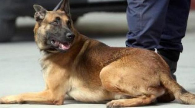Μεγάλη ποσότητα ναρκωτικών εντόπισε ο σκύλος του Λιμενικού στην Πάτρα (Photos)