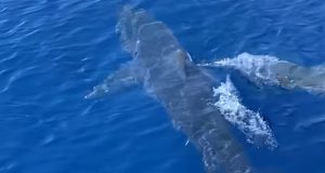 Ζάκυνθος: Καρχαρίας κολυμπά μπροστά από σκάφος (Video)